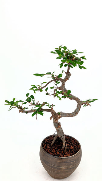 'Zen' the Chinese Elm in Dune Planter