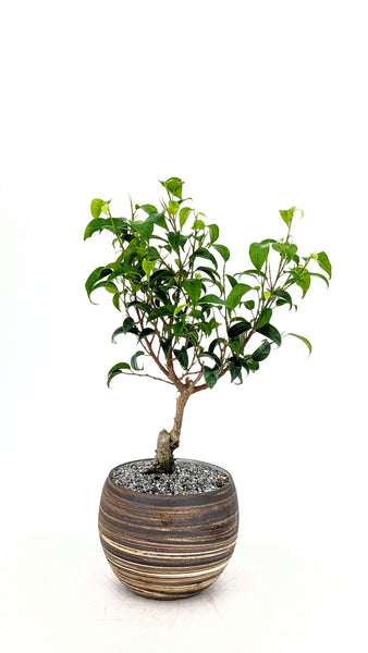 'Birdie' the Dwarf Banyan in Dune Planter
