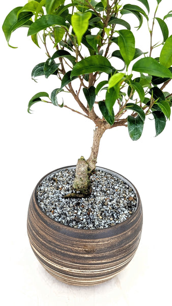 'Birdie' the Dwarf Banyan in Dune Planter