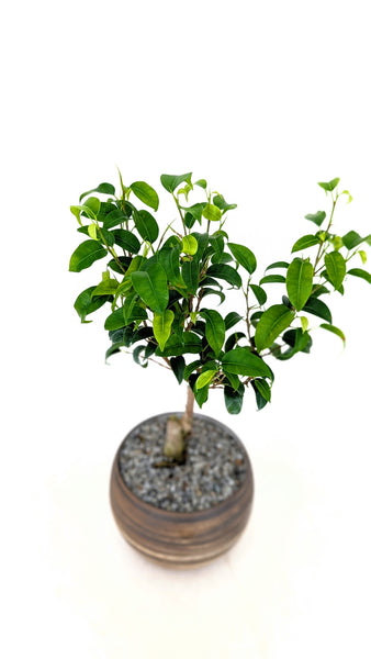 'Birdie' the Dwarf Banyan in Dune Planter