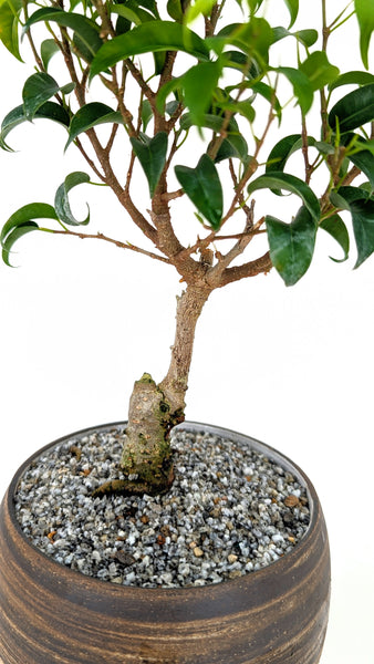 'Birdie' the Dwarf Banyan in Dune Planter
