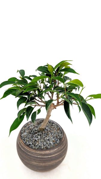 'Anora' the Weeping Fig in Dune Planter