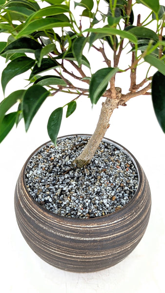 'Anora' the Weeping Fig in Dune Planter