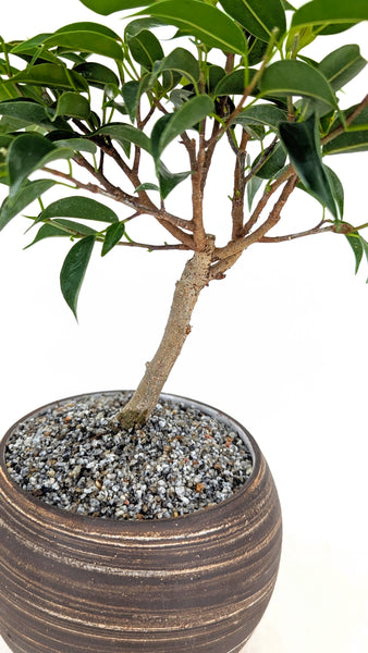 'Anora' the Weeping Fig in Dune Planter
