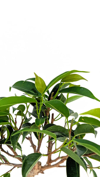 'Anora' the Weeping Fig in Dune Planter
