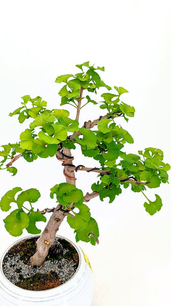 'Metis' the Ginkgo - #370