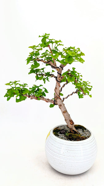 'Metis' the Ginkgo - #370