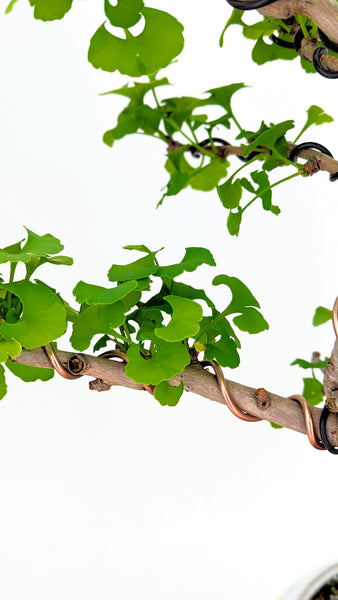'Metis' the Ginkgo - #370