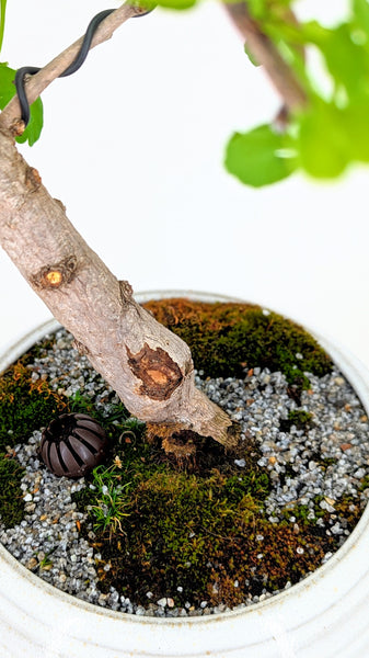 'Metis' the Ginkgo - #370