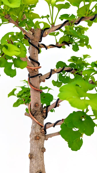 ginkgo biloba bonsai tree for sale Ginkgo Bonsai