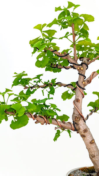 'Metis' the Ginkgo - #370