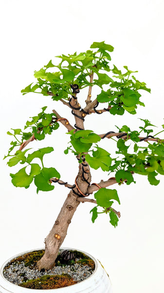 maidenhair tree bonsai Ginkgo Bonsai