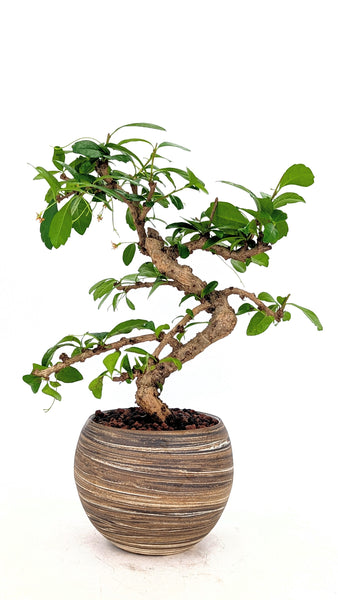 'Shay' the Philippine Tea in Dune Planter