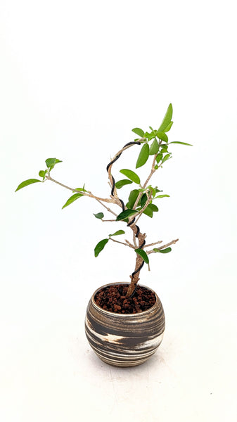 'Tille' the Barbados Cherry in Dune Planter