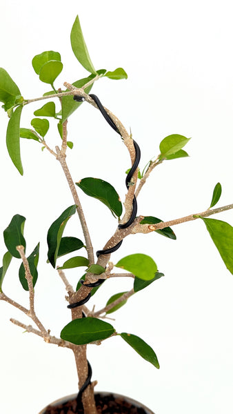 'Tille' the Barbados Cherry in Dune Planter