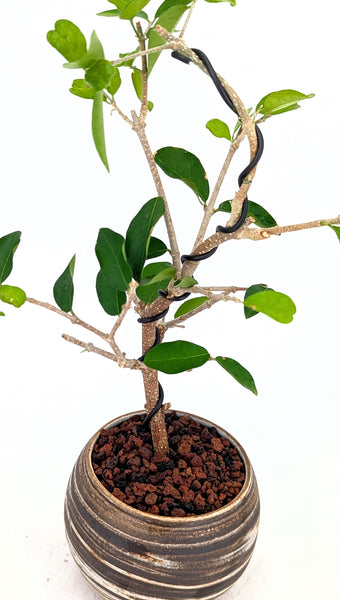 'Tille' the Barbados Cherry in Dune Planter