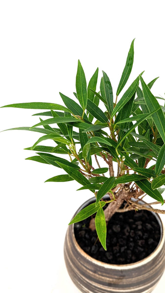 'Nene' the Willow Leaf Fig in Dune Planter