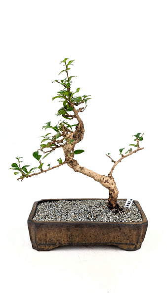 'Shay' the Philippine Tea Tree - #786