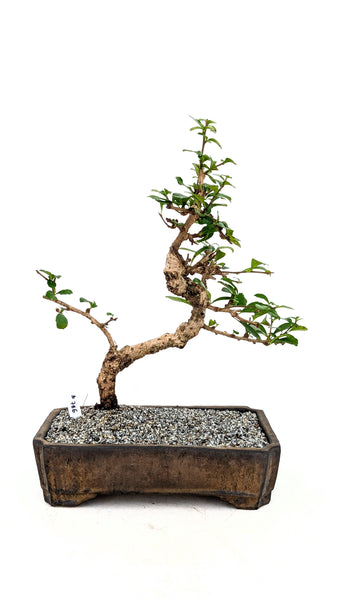 'Shay' the Philippine Tea Tree - #786