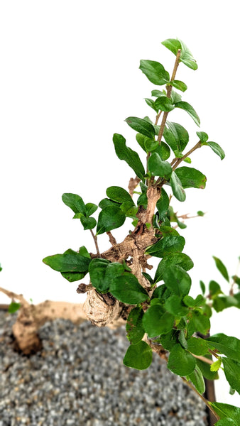 'Shay' the Philippine Tea Tree - #786