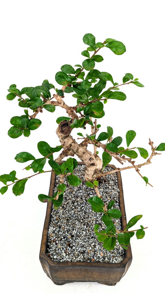 'Shay' the Philippine Tea Tree - #786