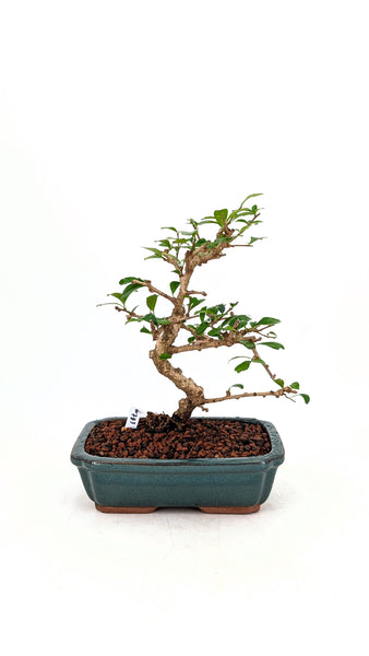 'Shay' the Philippine Tea Tree - #783