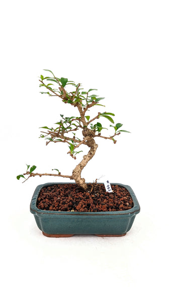 'Shay' the Philippine Tea Tree - #783