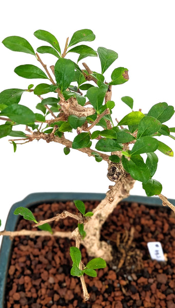 'Shay' the Philippine Tea Tree - #783