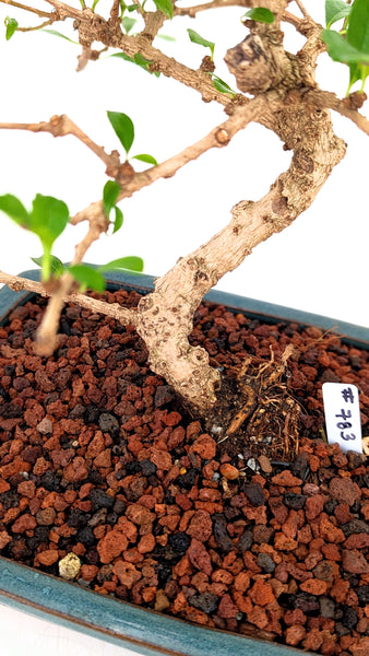 'Shay' the Philippine Tea Tree - #783