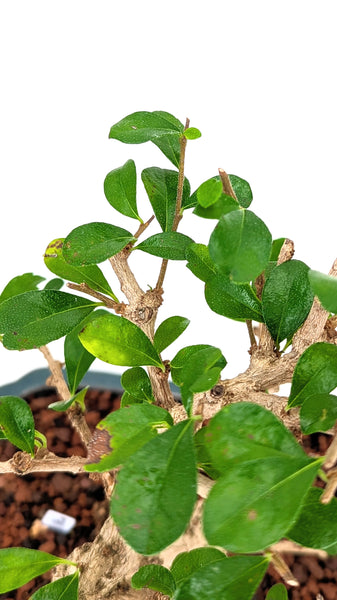 'Shay' the Philippine Tea Tree - #783