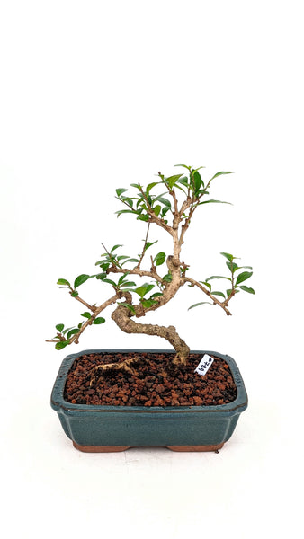 'Shay' the Philippine Tea Tree - #784