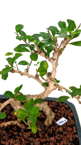 'Shay' the Philippine Tea Tree - #784