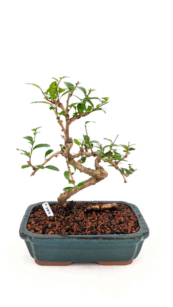 'Shay' the Philippine Tea Tree - #784