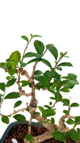 'Shay' the Philippine Tea Tree - #784