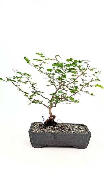 'Diego' the Bloodwood Tree - #779