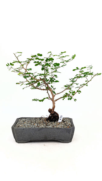 'Diego' the Bloodwood Tree - #779