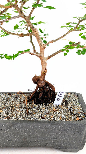 'Diego' the Bloodwood Tree - #779