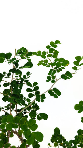 'Diego' the Bloodwood Tree - #779