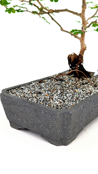 'Diego' the Bloodwood Tree - #779