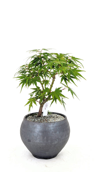 'Eli' the Japanese Maple - #787