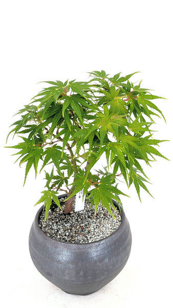 'Eli' the Japanese Maple - #787
