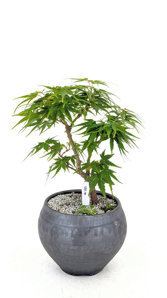 'Eli' the Japanese Maple - #787
