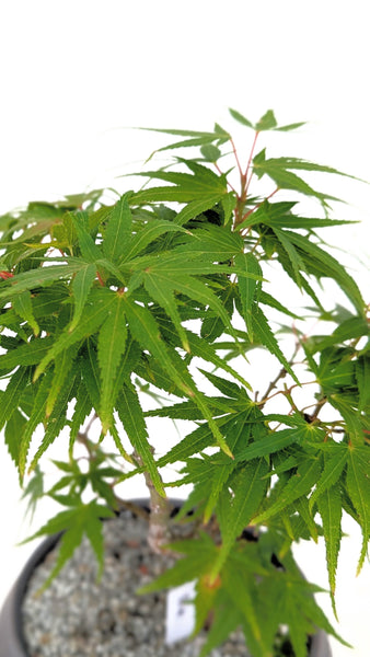 'Eli' the Japanese Maple - #787