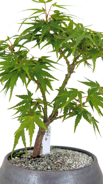 'Eli' the Japanese Maple - #787
