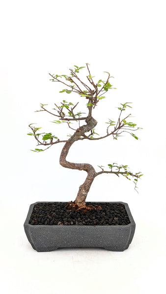 'Zen' the Chinese Elm - #788