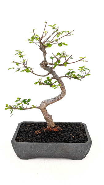 'Zen' the Chinese Elm - #788