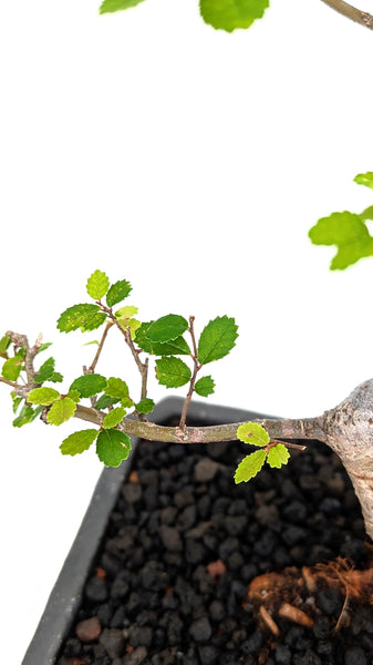'Zen' the Chinese Elm - #788