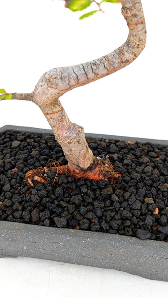 'Zen' the Chinese Elm - #788