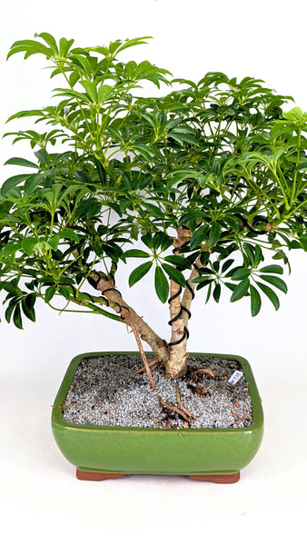 'Boba' the Dwarf Umbrella Tree - #778