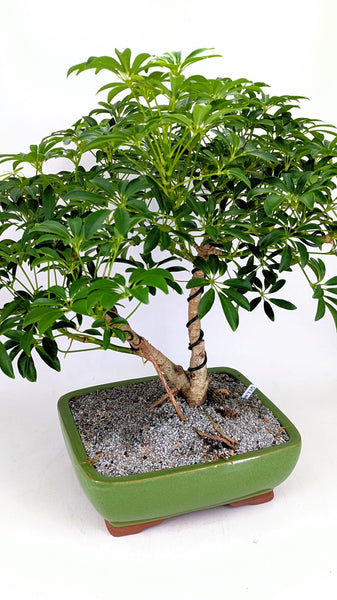 'Boba' the Dwarf Umbrella Tree - #778